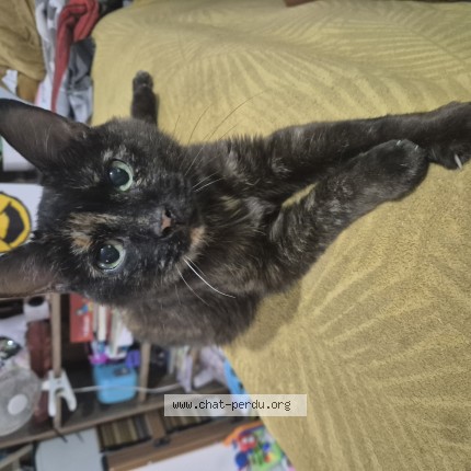 Photo de chat perdu à La Rochelle