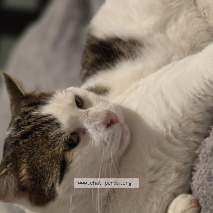 Photo de chat perdu à Montauban