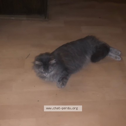 Photo de chat perdu à Lemps
