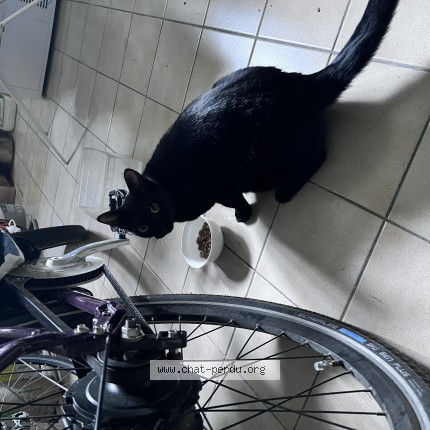 Photo de chat trouvé à Joue Les Tours