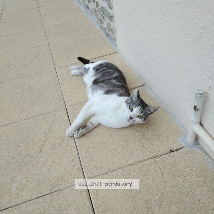 Photo 1/1 Belzy Chat perdu à Suce Sur Erdre