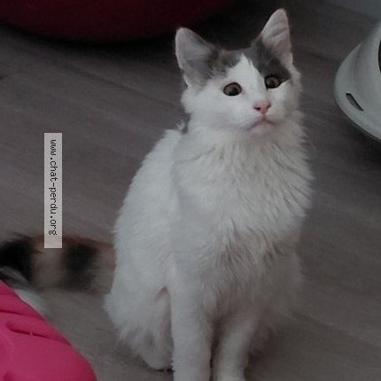 Photo 1/2 Chat trouvé Trouvé à Voreppe