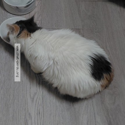 Photo 2/2 Chat trouvé Trouvé à Voreppe