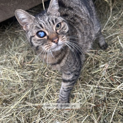 Photo de chat trouvé à Saint Chamond