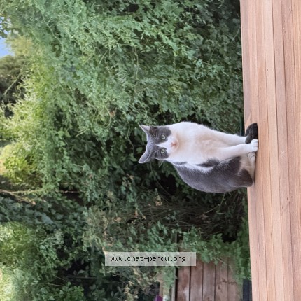 Photo 1/1 Moudi Chat perdu à Unzent