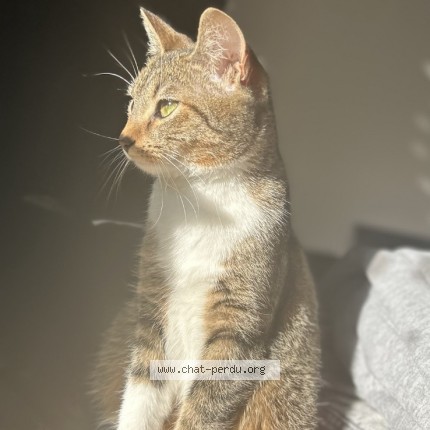 Photo 1/1 Timon Chat perdu à Billy Berclau