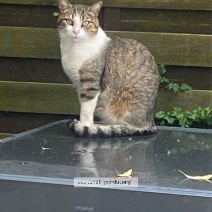 Photo 1/1 Chat trouvé Trouvé à Trilport