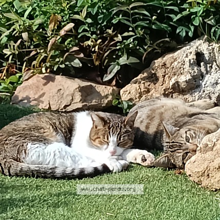 Photo de chat trouvé à Trilport