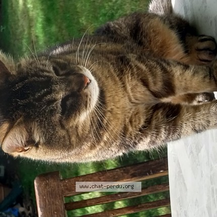 Photo 1/1 Rouky -Alphonse Chat perdu à Garches