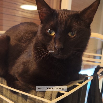Photo 1/1 mo Chat perdu à Juvisy Sur Orge