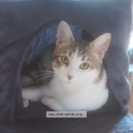 Photo de chat perdu à St Medard De Guizieres