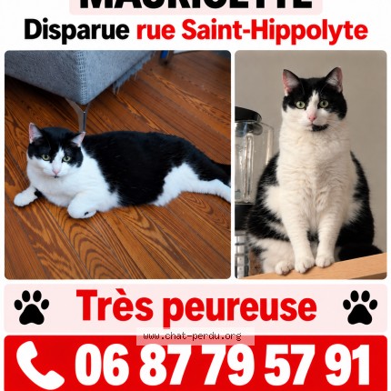 Photo 1/1 Mauricette Chat perdu à Toulouse