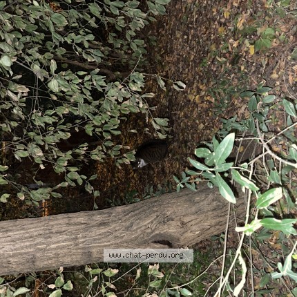 Photo de chat trouvé à Paris