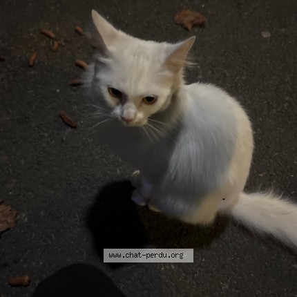 Photo 1/1 Chat trouvé Trouvé à Villiers Le Bel