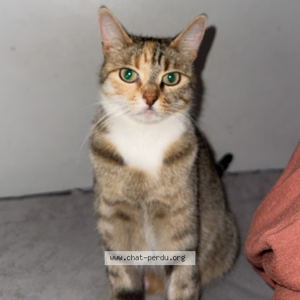 Photo 1/1 Bibiche Chat perdu à Saint Denis