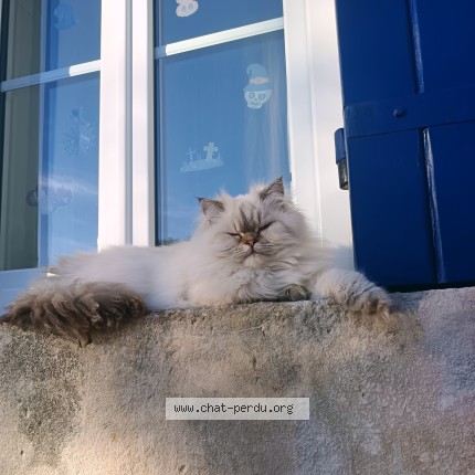 Photo de chat perdu à Mosnac