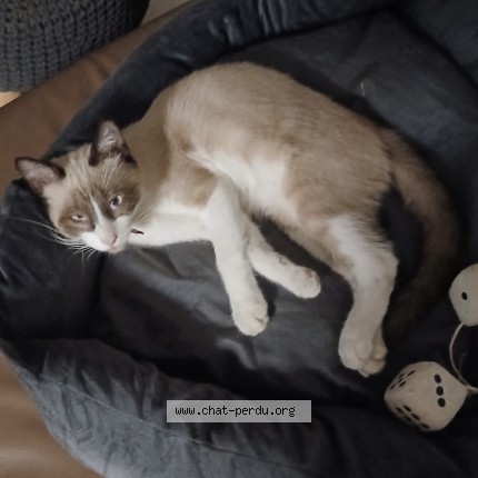Photo de chat perdu à Le Teich