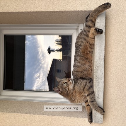 Photo 1/1 aino Chat perdu à Hasnon
