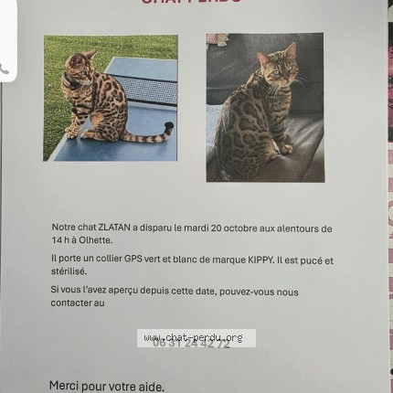 Photo de chat perdu à Urrugne