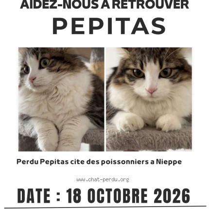 Photo 1/1 pepitas Chat perdu à Nieppe