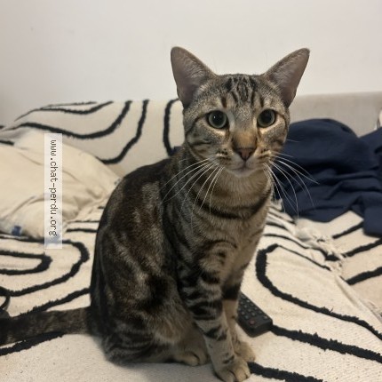 Photo 1/1 Neko Chat perdu à Bobigny