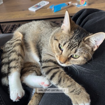 Photo 1/1 NALA Chat perdu à Aigrefeuille D Aunis