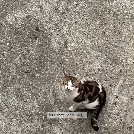 Photo 1/1 Chat trouvé Trouvé à Viry Chatillon