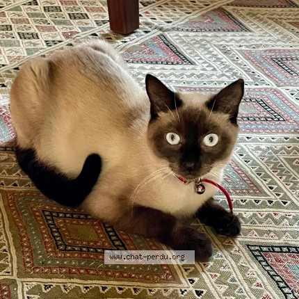Photo 1/1 Pitchoune Chat perdu à Vaugrigneuse France