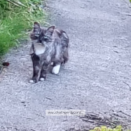 Photo 1/1 Chat trouvé Trouvé à Epinal