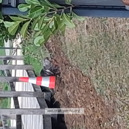 Photo 1/1 Chat trouvé Trouvé à Les Clayes Sous Bois