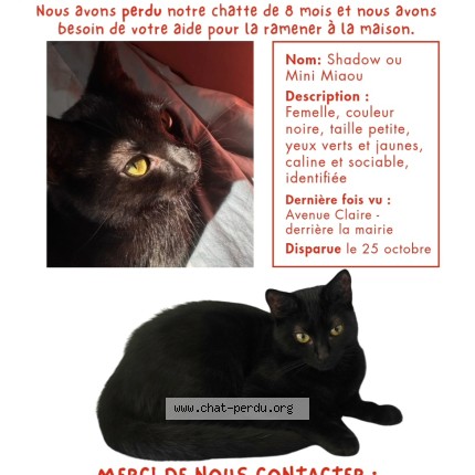 Photo 1/1 Shadow ou Mini Miaou Chat perdu à Argenteuil