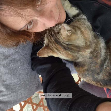 Photo 1/1 Xena Chat perdu à Castelsarrasin