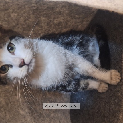 Photo 1/1 Chat trouvé Trouvé à Aubervilliers