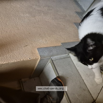 Photo 2/3 Chat trouvé Trouvé à Sommerviller
