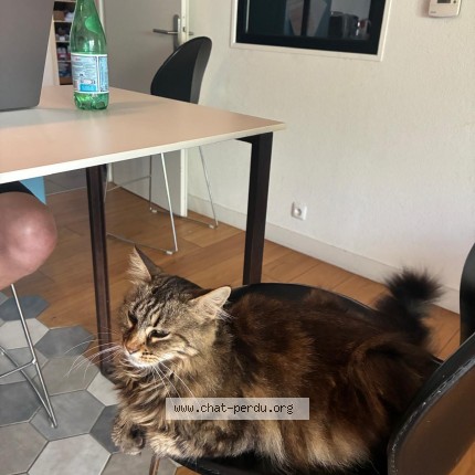 Photo 1/2 Nala Chat perdu à Auzeville Tolosane