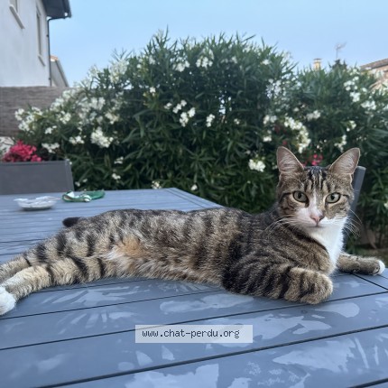 Photo de chat perdu à Langlade