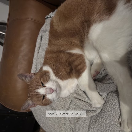 Photo 1/1 Chat trouvé Trouvé à Beauchamp