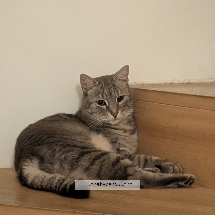 Photo 1/1 Chat retrouvé Perdu à Toulouse