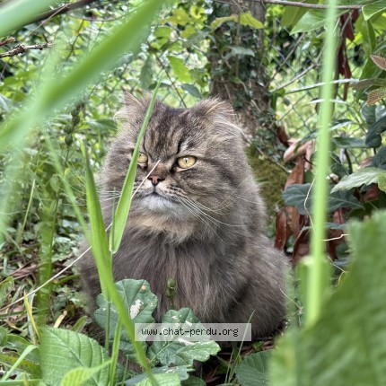 Photo 1/1 Réglisse Chat perdu à Bohars