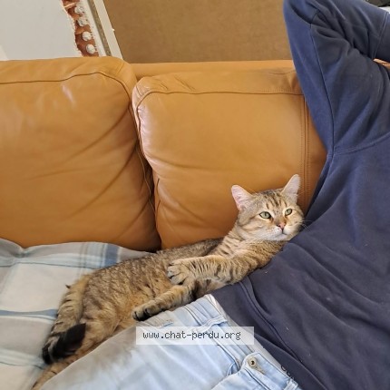 Photo 1/1 Bouboule Chat perdu à Joue Les Tours