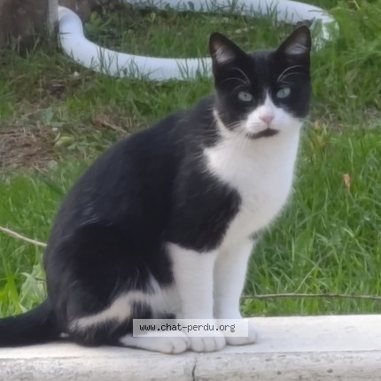 Photo 1/1 Chat trouvé Trouvé à La Tourlandry