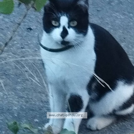 Photo 1/1 Chat trouvé Trouvé à Port Saint Louis Du Rhone