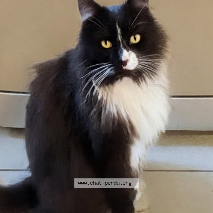 Photo de chat perdu à Butry Sur Oise