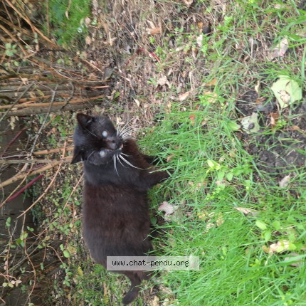 Photo 1/1 Chat trouvé Trouvé à Saint Pierre Des Corps