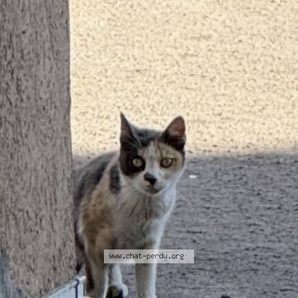 Photo 1/1 Chat trouvé Trouvé à Villeurbanne