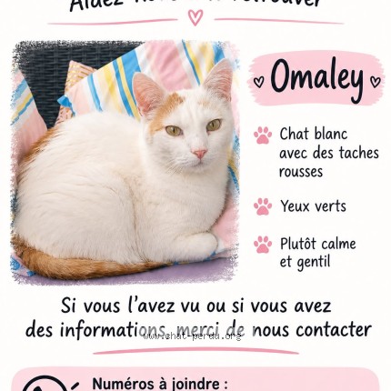 Photo 1/1 O'Malley Chat perdu à Eaubonne