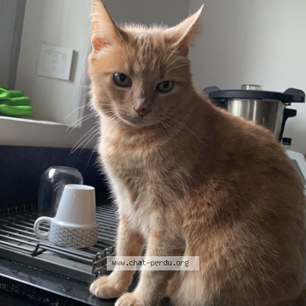 Photo de chat perdu à Sare