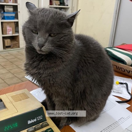 Photo 1/1 Capricia Chat perdu à Bretigny Sur Orge