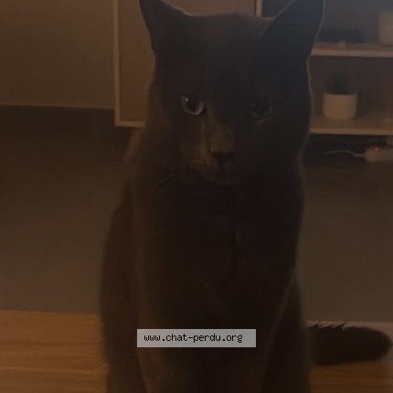 Photo de chat perdu à Livry Gargan