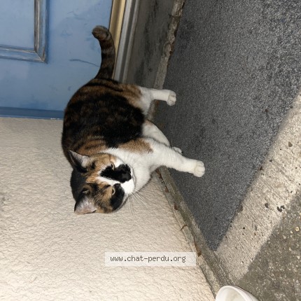 Photo 1/1 Chat trouvé Trouvé à Bondoufle